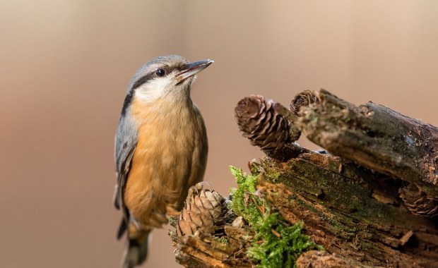 O czym śpiewają ptaki?