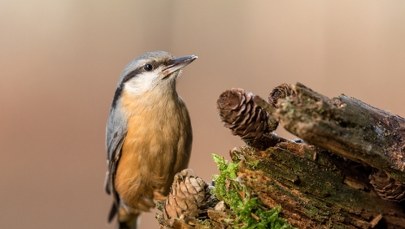 O czym śpiewają ptaki?