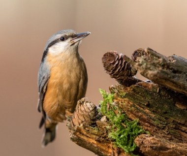 O czym śpiewają ptaki?