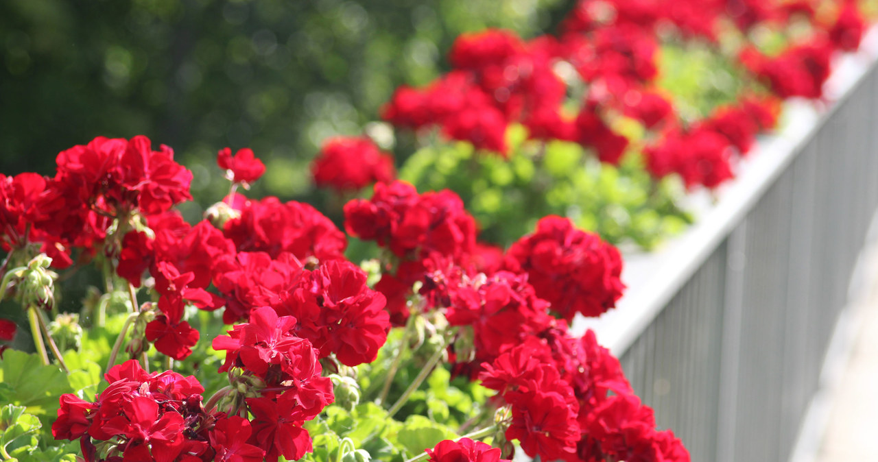 O czym świadczą plamy na liściach pelargonii? /123RF/PICSEL