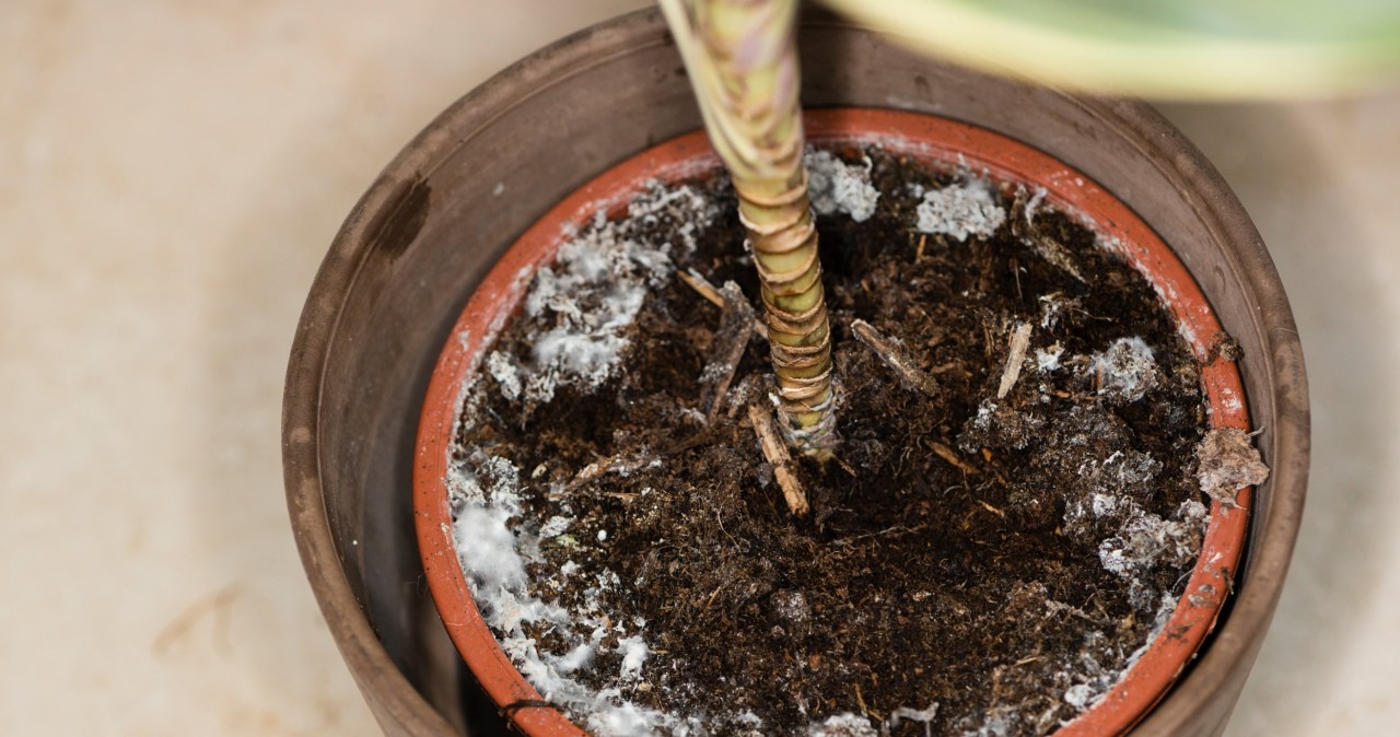 O czym świadczy nalot w doniczce? /123RF/PICSEL