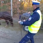 "O jeju" - jęczał pijany woźnica blokujący drogę, gdy policjant złapał za lejce