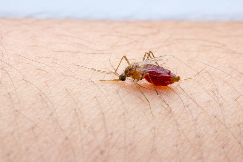 O krok od stworzenia szczepionki przeciwko malarii? /123RF/PICSEL
