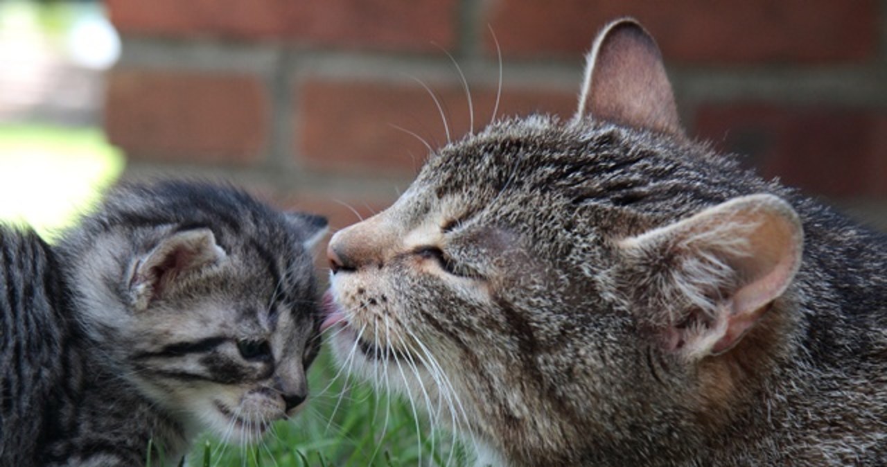 O małe kocięta troskliwie martwi się ich mama