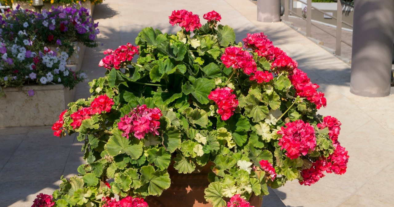 O pelargoniach warto pomyśleć jeszcze w styczniu. /123RF/Picsel, 123RF/Picsel /INTERIA.PL