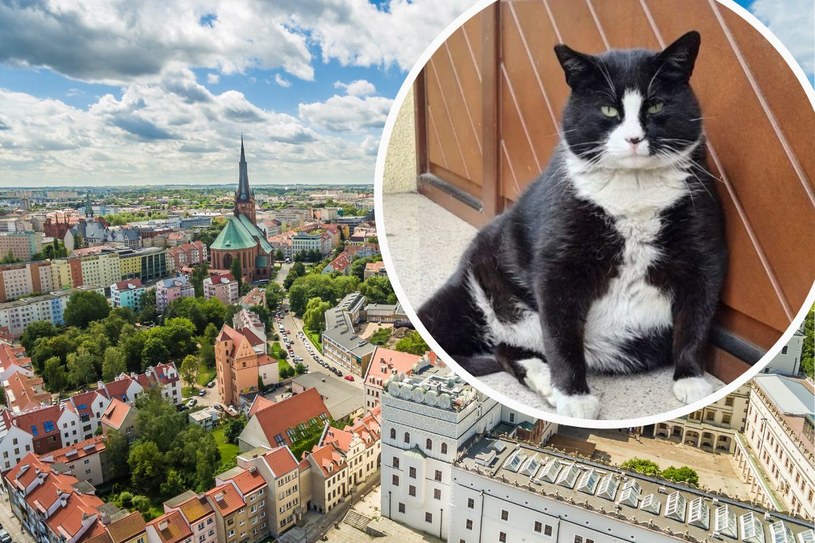 O słynnym kocie Gacku mieszkającym w Szczecinie piszą nawet zagraniczne media //Facebook /123RF/PICSEL
