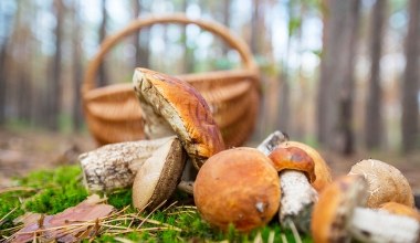 O włos od tragedii na grzybobraniu. Grzybiarz złapał się za głowę