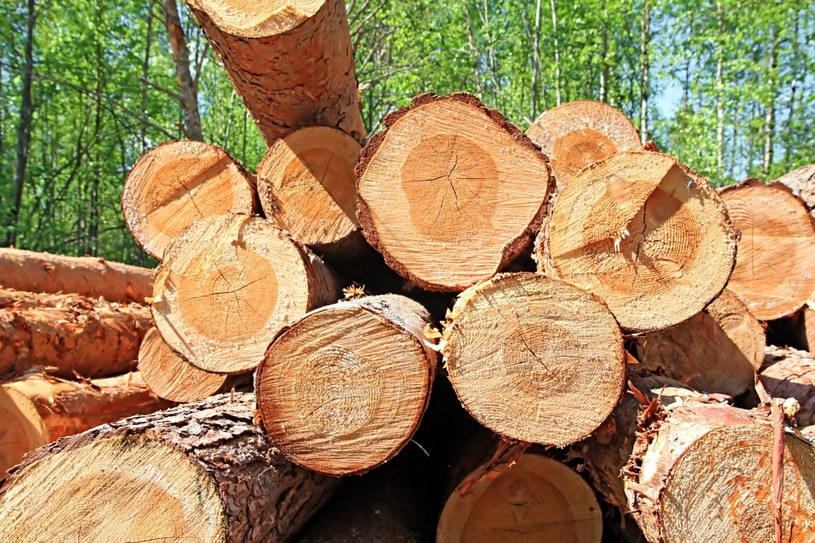O żadnym doraźnym wzroście pozyskania drewna nie ma mowy /123RF/PICSEL