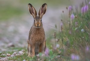 O zajączkach nie tylko tych wielkanocnych