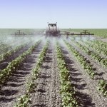 Obawy przed pestycydami w żywności nieuzasadnione