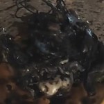 "Obca forma życia" z meteorytu. Nagrania podbijają TikTok. Co to naprawdę?