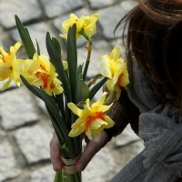 Żonkile - symbol powstania w getcie 