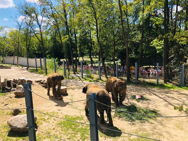 Obchody Dnia Słonia w Orientarium ZOO Łódź /Agnieszka Wyderka /RMF24