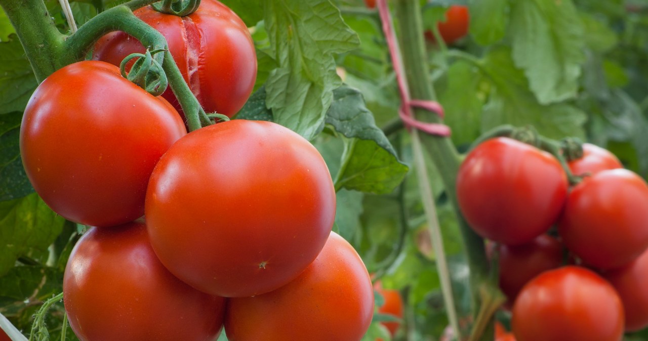 Obcinanie zbędnych pędów pozwala krzewom pomidorów skierować więcej energii na produkcję soczystych owoców. /123RF/PICSEL
