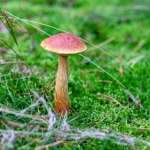 "Obcokrajowiec" wśród grzybów. Na ten gatunek polują polscy grzybiarze