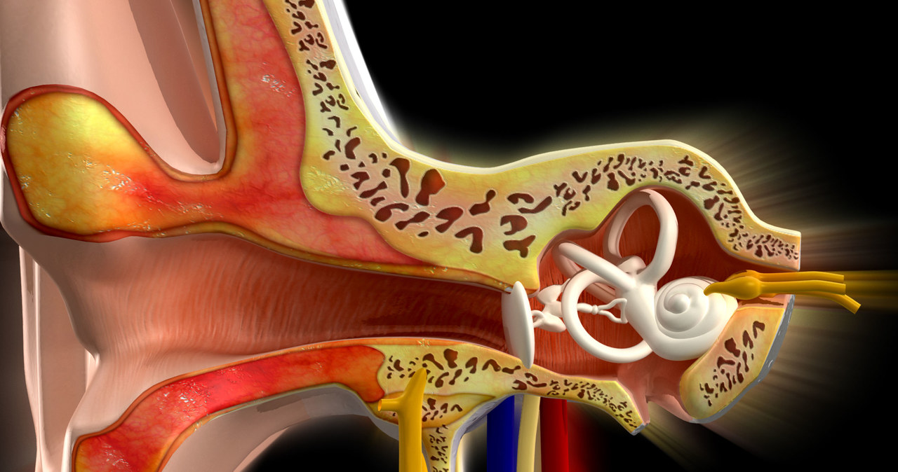 Obecne w uchu strzemiączko to najmniejsza z ludzkich kości /123RF/PICSEL