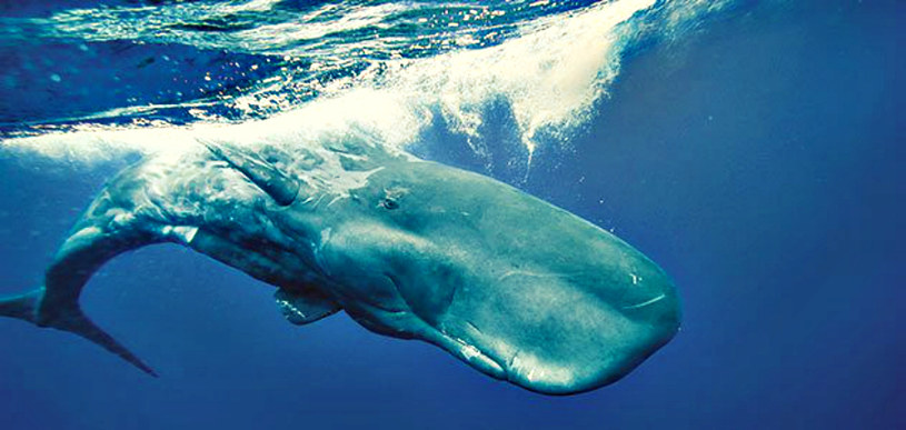Obecnie prawie w ogóle nie słyszy się o atakach wielorybów na statki. Niemniej, wieloryby nadal potrafią być niebezpieczne /materiały prasowe