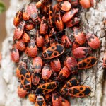 Obecność czerwonych pluskwiaków budzi niechęć. Bardzo się mylimy