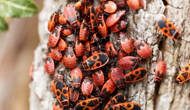 Obecność czerwonych pluskwiaków budzi niechęć. Bardzo się mylimy