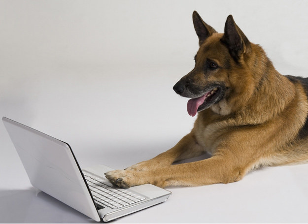 Obecność psa w miejscu pracy działa odstresowująco i motywująco /&copy; Panthermedia