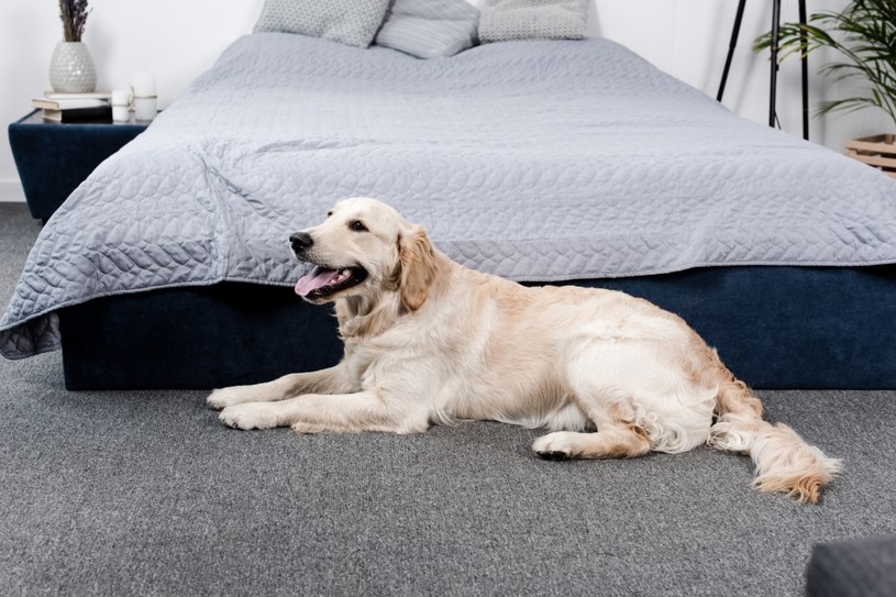 Obecność psa w sypialni poprawia jakość snu /123RF/PICSEL