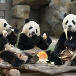 Atlanta Obiecane przez Chiny pandy już dotarły do USA. Tłumy ludzi na ulicach