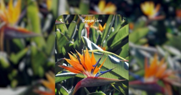 Obiektyw Google pozwala na bardzo szybką identyfikację roślin bez konieczności ich opisywania. /https://lens.google/ /materiał zewnętrzny