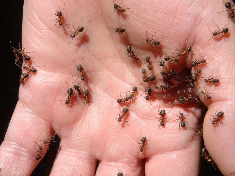Obierki z ogórka szybko rozwiążą problem mrówek w twoim domu /Gauss Ulrike /East News