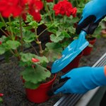 Obierz, wysusz i wsyp do doniczki. Wzmocnisz rośliny, które bujnie rozkwitną