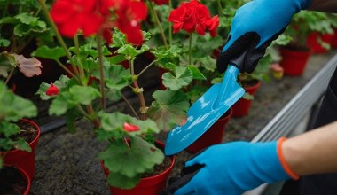 Obierz, wysusz i wsyp do doniczki. Wzmocnisz rośliny, które bujnie rozkwitną