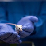 autyzm Objawy autyzmu zostały zatrzymane. To myszy przyszły z odsieczą