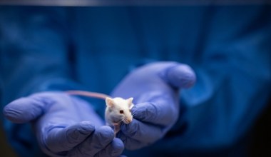 Objawy autyzmu zostały zatrzymane. To myszy przyszły z odsieczą