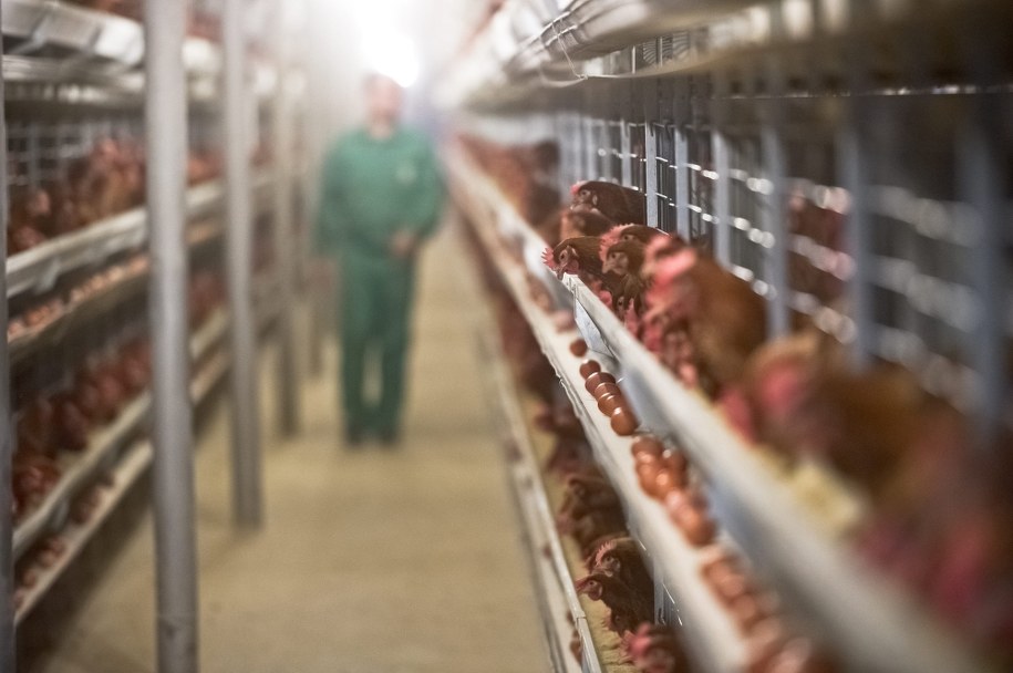 Listerioza w mięsie w Holandii i Belgii. Nie żyją trzy osoby