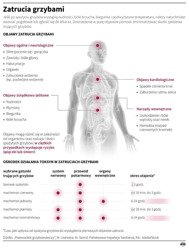 Objawy zatrucia grzybami /Mateusz Krymski /PAP