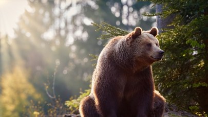 Obława na postrzelonego niedźwiedzia na Słowacji. Zwierzę może być agresywne