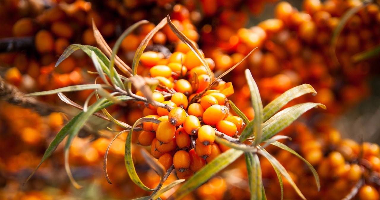 Обліпиха славиться своєю цілющою силою. Її ягоди багаті на вітаміни, мінерали та антиоксиданти /pixabay.com