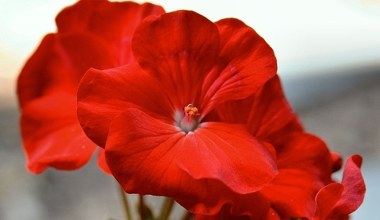 Обов’язково зробіть це з геранню в лютому. Інакше ви можете забути про квіти