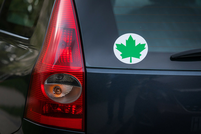 Obowiązek oznaczenia samochodu młodego kierowcy symbolem zielonego listka? To możliwe /ARKADIUSZ ZIOLEK/East News /East News