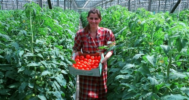 Obowiązek płacenia podatków od nieruchomości jest sporym obciążeniem dla producentów m.in. warzyw /Reporter