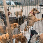 Obowiązkowe chipowanie psów i kotów. "Ten temat przewijał się od lat"