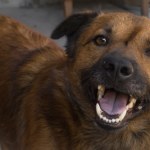 projekt Obowiązkowe czipowanie psów. Rząd przyjął projekt