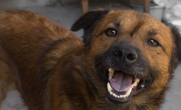 Obowiązkowe czipowanie psów. Rząd przyjął projekt