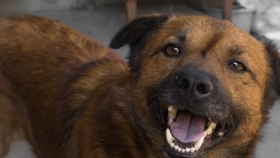 Obowiązkowe czipowanie psów. Rząd przyjął projekt