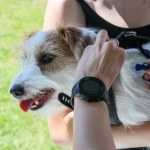 Obowiązkowe czipowanie zwierząt. Zmiany mogą przynieść odwrotny skutek?