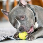 Obowiązkowe OC dla psów? Jest apel do ministra: Najwyższa pora