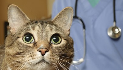 Obowiązkowe szczepienia kotów. Lubelskie walczy z chorobą