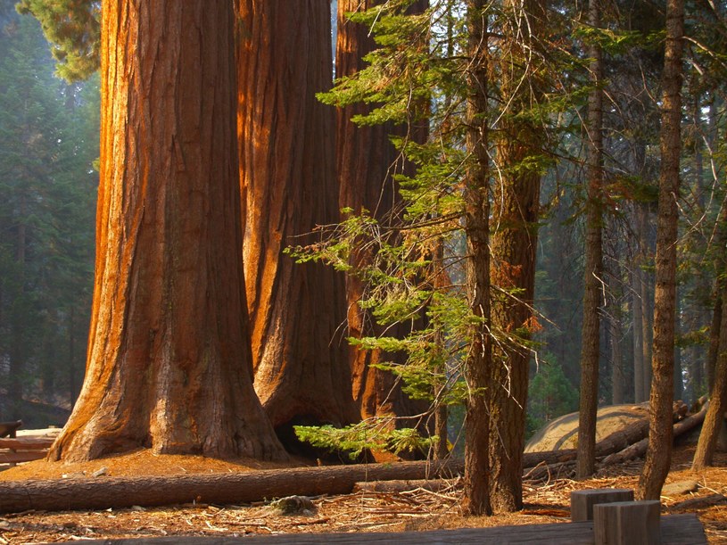 Obowiązkowo trzeba zobaczyć gigantyczne sekwoje rosnące w Sequoia National Park /123RF/PICSEL