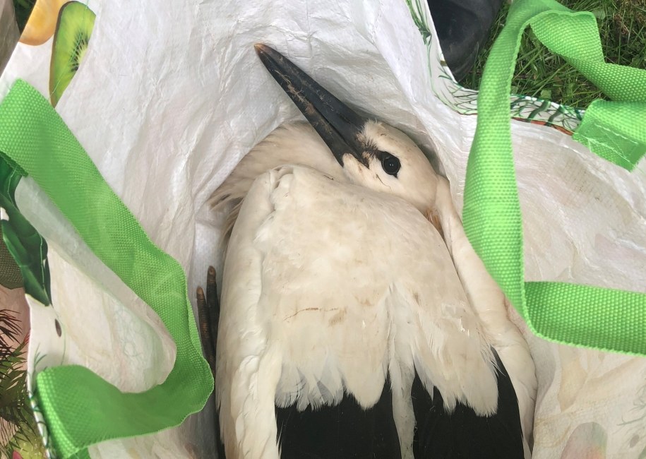 Obrączkowanie bocianów /Jacek Skóra /RMF24