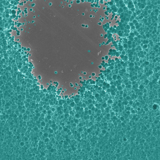 Obraz enzymu rozkłądającego PET otrzymany z pomocą mikroskopii elektronowej /Dennis Schroeder / NREL /Materiały prasowe