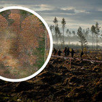 Obraz malowany drzewami. Polski orzeł będzie największym takim wzorem na świecie? [Zdjęcia]